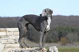 WHIPPET 389